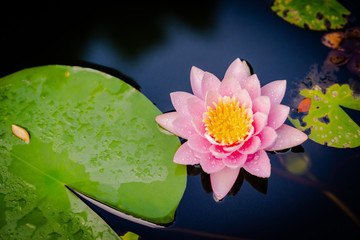 beautiful lotus flower on the water after rain in garden.