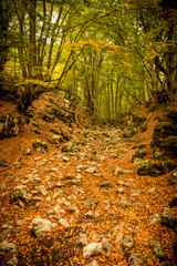 trail in the woods in autumn