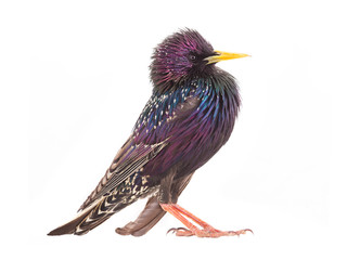 colorful plumage of a starling spring