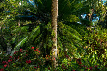 Tropical park, flowers and palm tree in the center of the frame.
