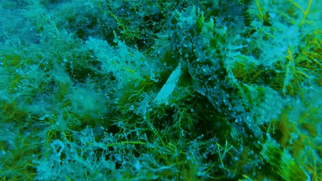 Sea creature trying to remain unnoticed among seaweeds, underwater camouflage
