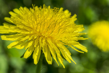 Close up yellow dandelion flower in blue bright turquoise. Background horizontal view.