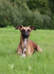 beautiful whippet portrait in the garden