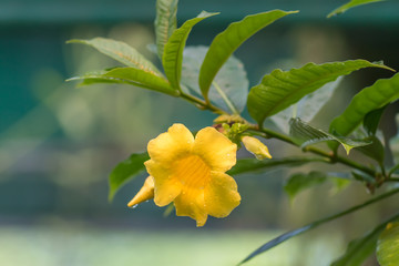 yellow tropical flower in bloom