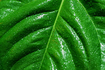background texture of green tropical leaf with water drops after the rain