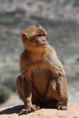 Berberaffe (Macaca sylvanus), Jungtier