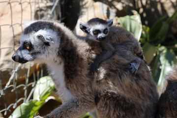 Katta (Lemur catta) mit Jungtier