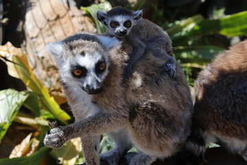 Katta (Lemur catta) mit Jungtier