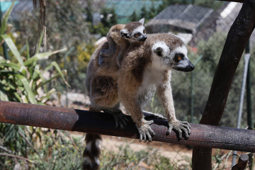 Katta (Lemur catta) mit Jungtier