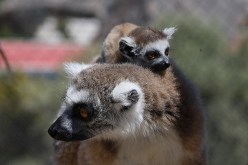 Naklejka na ściany i meble Katta (Lemur catta) mit Jungtier
