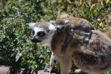 Katta (Lemur catta) mit Jungtier