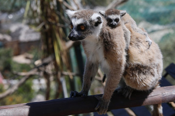 Katta (Lemur catta) mit Jungtier