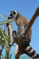 Katta (Lemur catta) Ausschau haltend