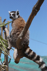 Katta (Lemur catta) Ausschau haltend