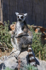 Naklejka na ściany i meble Katta (Lemur catta) Ausschau haltend