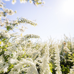 vårbakgrund med vita spirea buskar med blommor med utrymme för egen text