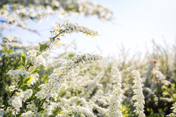 vita spirea kvistar mot himlen med utrymme för egen text, vår bakgrund