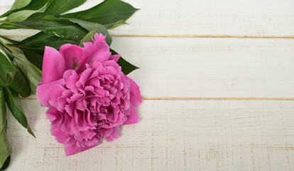 The big beautiful pink peony on a white wooden vintage background. celebration. space for text