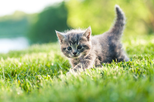 grå kattungei grönt gräs