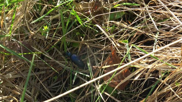 Big black beetle creeps in the green grass, American Oil Beetles are type of Blister beetle, macro insect