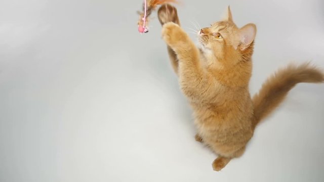 Cute Somali Kitten playing with a toy 