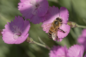 Bienen sucht Nahrung in Nelkenblüten