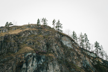 Fototapeta premium Beautiful rocky gray mountain with green trees and pink flowers. Varicolored natural texture. Background image of cliff.