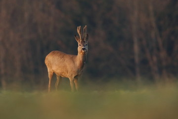 Roe wildlife
