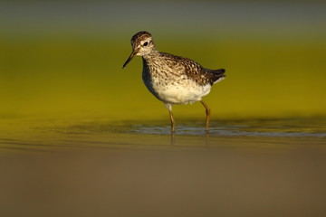 Tringa glareola (Wood Sandpiper)