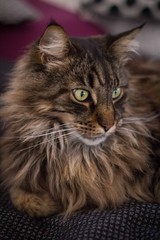 Main Coon