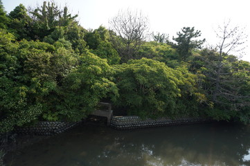 Fototapeta premium 風景, 自然, 木, 緑, 森, 木, 川, 空, 道, 草, 水, パス, サマータイム, 青, 公園, 木, 全景, アウトドア, 流れ, とぶ, いなか, ルーラル, 湖, 木, 景色