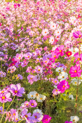 Obraz premium cosmos multicolores 