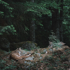 Lynx at forest. Bayerischer Wald national park, Germany.