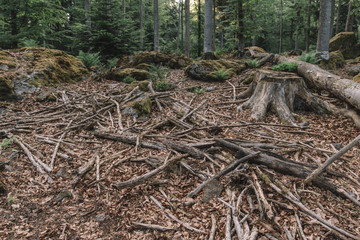 Forest scenery. Natural landscape. Wilderness. 