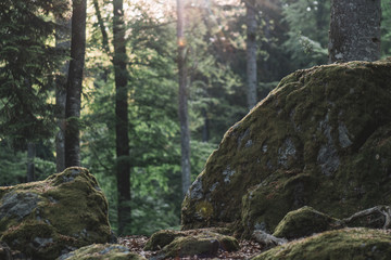 Forest scenery. Natural landscape. Wilderness. 
