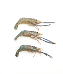 fresh shrimp on white