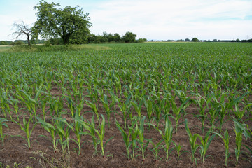 Fototapeta na wymiar Corn field with young shoots
