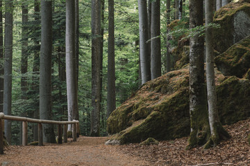 Forest scenery. Natural landscape. Wilderness. 