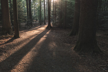 Obraz premium Sunset at forest