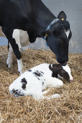 mother cow and newborn black and white calf in straw inside barn of dutch farm in the netherlands