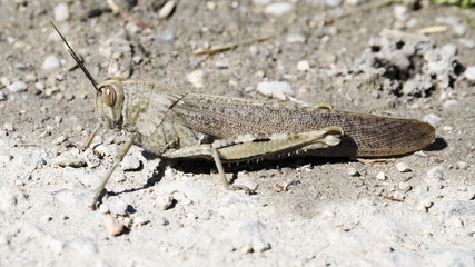 Heupferd, Grashüpfer, Heuschrecke