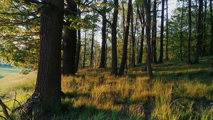 davWald im Frühling 