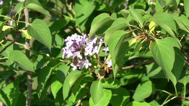 Grosser Wollschweber - Bombylius major - sucht nach Nektar an Fliederbl&uuml;ten