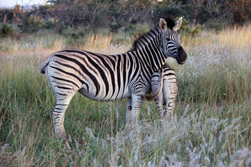 Zebra with foal