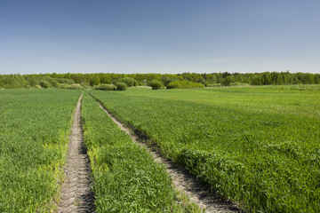 Fototapeta na wymiar Tractor tracks in the green field