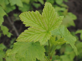 Fototapeta na wymiar Blackcurrant leaves