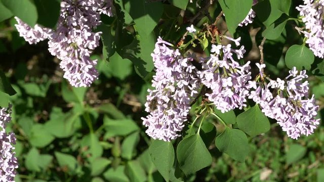 Grosser Wollschweber - Bombylius major - sucht nach Nektar an Fliederbl&uuml;ten