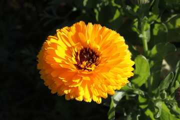 gelbe Blume Nahaufnahme