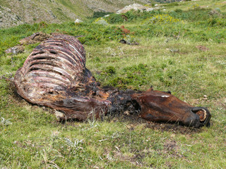 Dead horse body laying on a meadow along the way to Punta la Marmora, Gennargentu National Parks in...