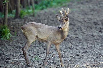 Roebuck in the forest